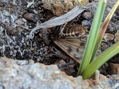 Apantesis cervinoides