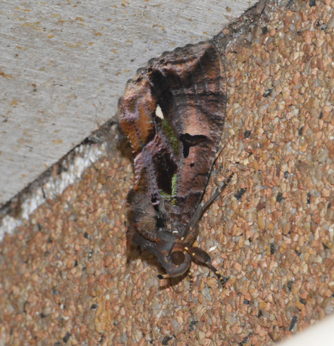 Eudocima divitiosa