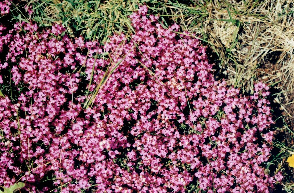 Erica umbellata (Erica umbellata)