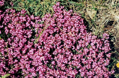 Erica umbellata