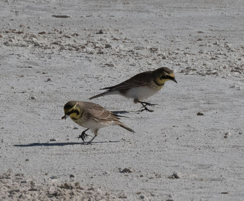 iNaturalist observation 2024-11-23