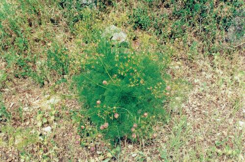 Three-leafed hog's fennel (Prangos trifida)
