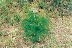 Three-leafed hog's fennel (Prangos trifida)