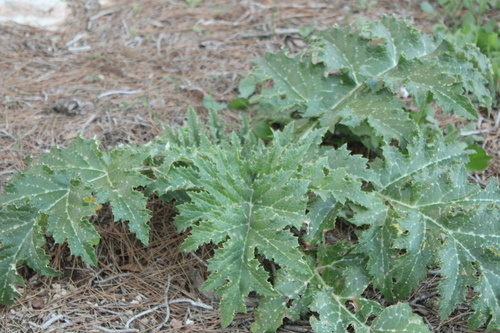 Cynara syriaca, photograph 5