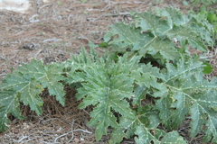 (c) yelena_antipova, some rights reserved (CC BY) Cynara syriaca, photograph (c) yelena_antipova, some rights reserved (CC BY)