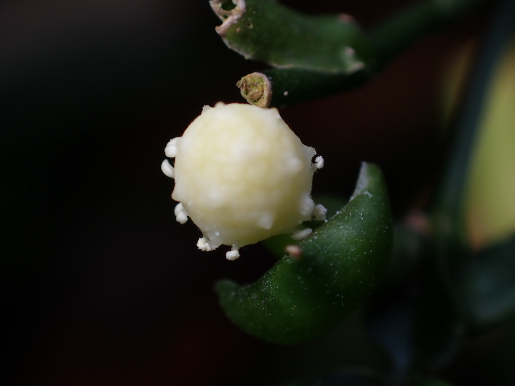 Pothos