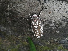 Arachnis dilecta