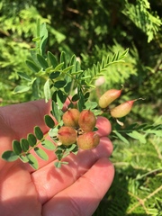 Astragalus neglectus
