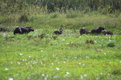 Hydrochoerus hydrochaeris