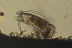 Mytilina