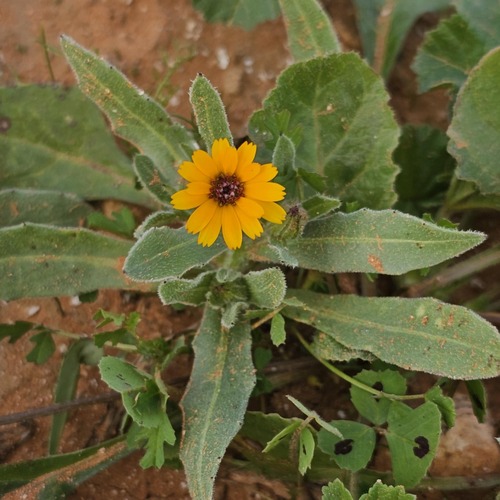 field marigold