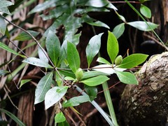 Pittosporum cornifolium