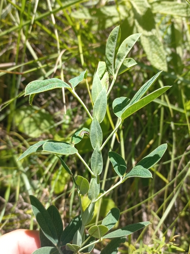 Brick Indigo (Indigofera cuneifolia)