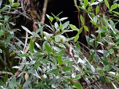 Pittosporum cornifolium