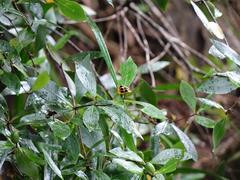 Pittosporum cornifolium