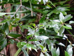 Pittosporum cornifolium
