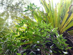 Pittosporum cornifolium