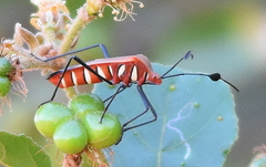 Galaesus hasticornis