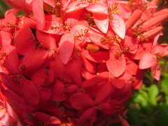 Oecophylla smaragdina