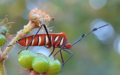Galaesus hasticornis
