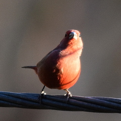 Lagonosticta senegala rendalli