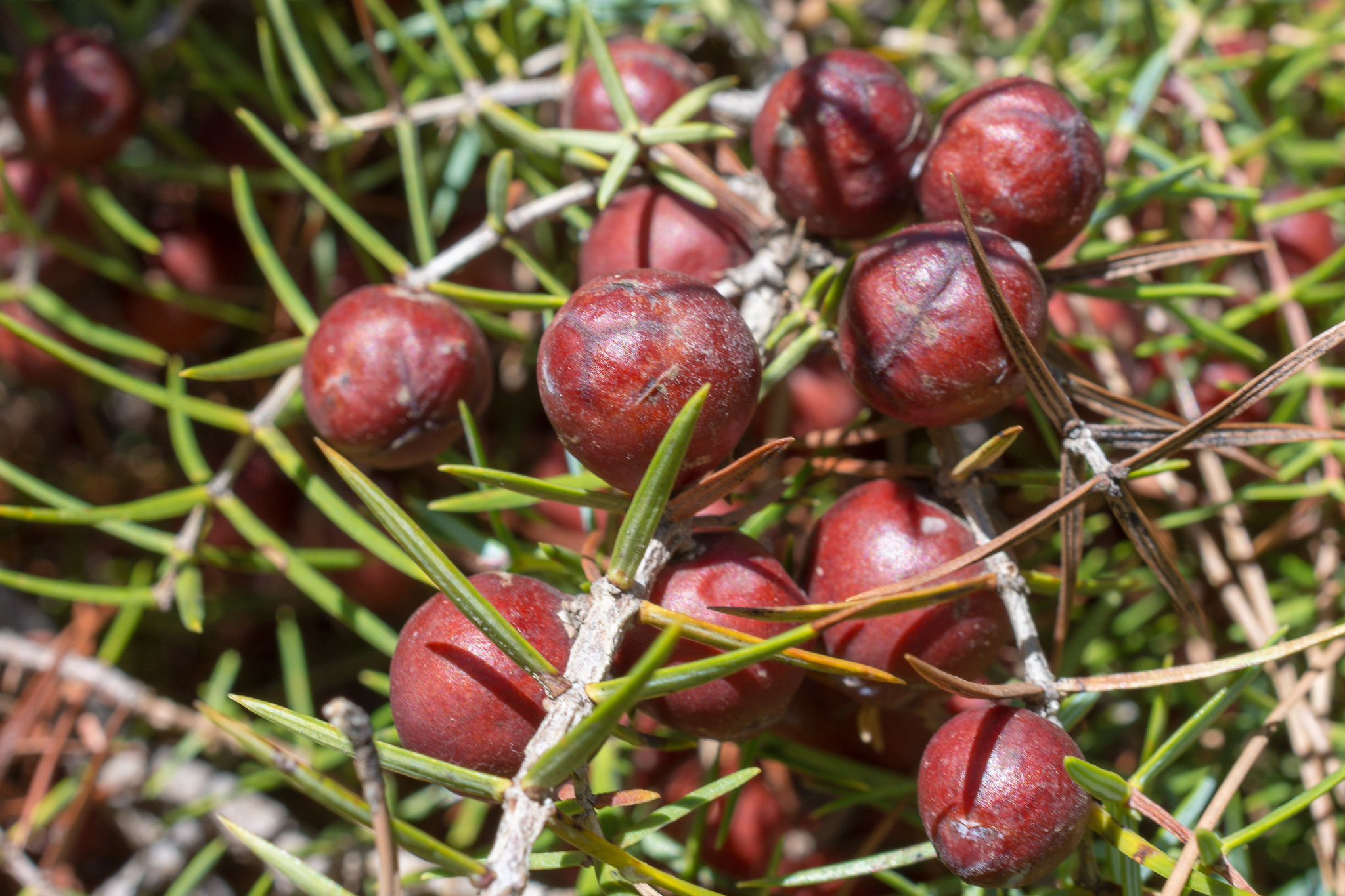 Juniperus oxycedrus