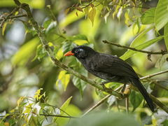 Black Laughingthrush photo 2