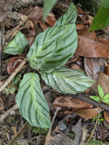 Goeppertia fucata (Goeppertia fucata)