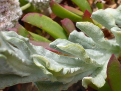 Artemisia pycnocephala