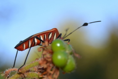 Galaesus hasticornis