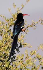 Phoeniculus purpureus marwitzi