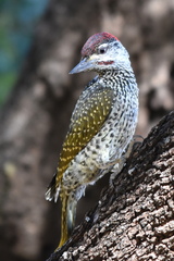 Campethera abingoni suahelica