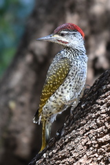 Campethera abingoni suahelica