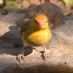 Anaplectes rubriceps rubriceps