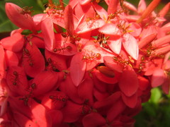 Oecophylla smaragdina