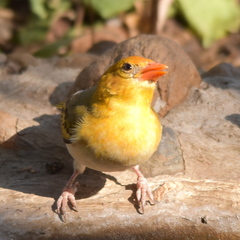Anaplectes rubriceps rubriceps