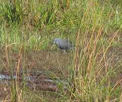 Egretta vinaceigula