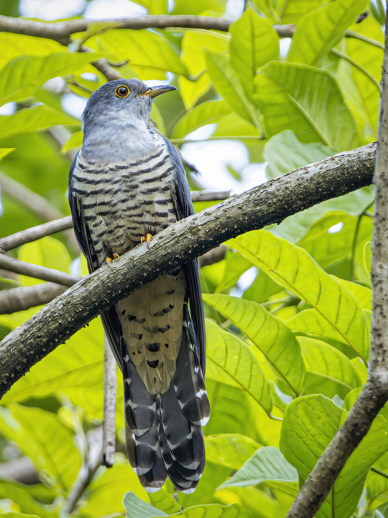 Himalayan Cuckoo (Cuculus saturatus) photo