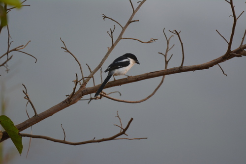 Northern Fiscal
