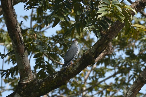 Lizard Buzzard
