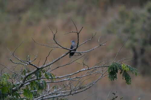 iNaturalist image