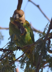 Poicephalus cryptoxanthus cryptoxanthus