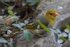 Anaplectes rubriceps rubriceps