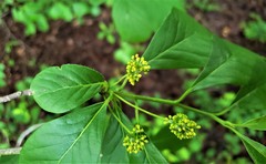 Nyssa sylvatica