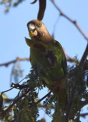 Poicephalus cryptoxanthus cryptoxanthus
