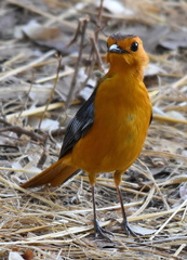 Cossypha natalensis intensa