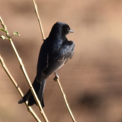 Dicrurus adsimilis fugax