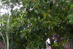 Calophyllum inophyllum