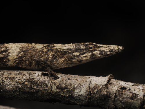 Placid Anole
