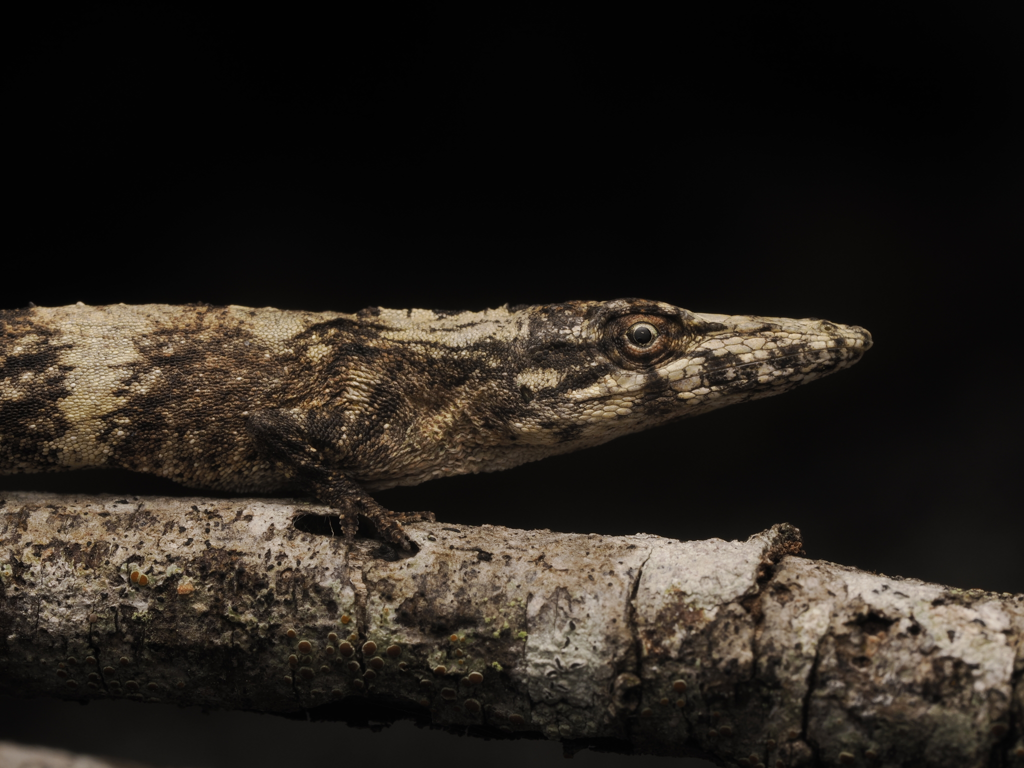 Neiba Twig Anole, Anolis placidus